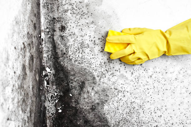 Best Mold Damage Repair  in Garrettsville, OH