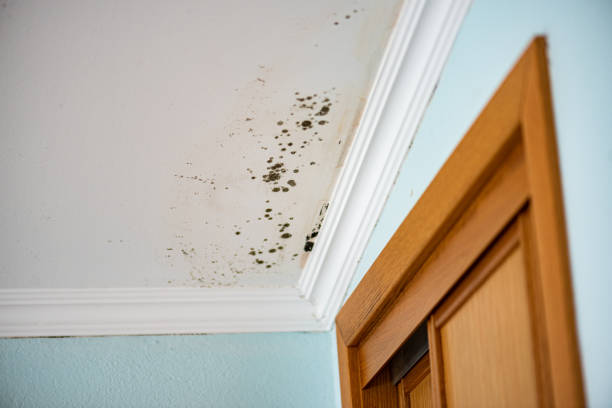 Reliable Garrettsville, OH Mold Removal Solutions