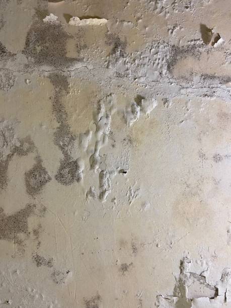 Best Mold Removal Near Me  in Garrettsville, OH