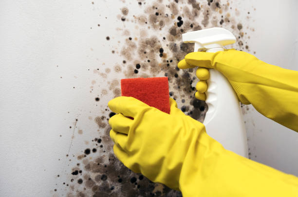 Best Emergency Mold Removal  in Garrettsville, OH