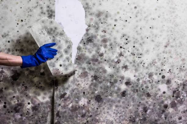 Best Fast Mold Removal  in Garrettsville, OH